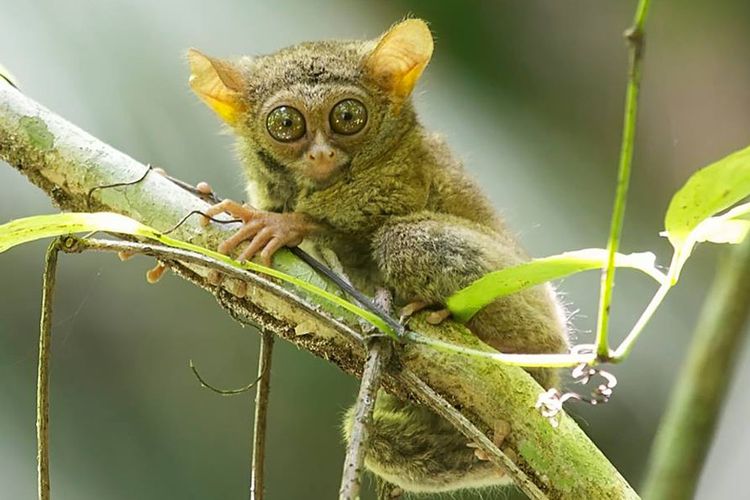 Tarsius, primata mungil yang menghuni Taman Nasional Bogani Nani Wartabone, salah satu maskot yang harus dijaga kelestariannya oleh warga dan Pengelola Taman Nasional. 