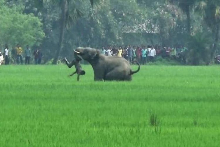 Seekor gajah menyerang seorang pria di desa Baghasole, distrik Burdwan, negara bagian Bengal Barat, India pada Maret 2016.
