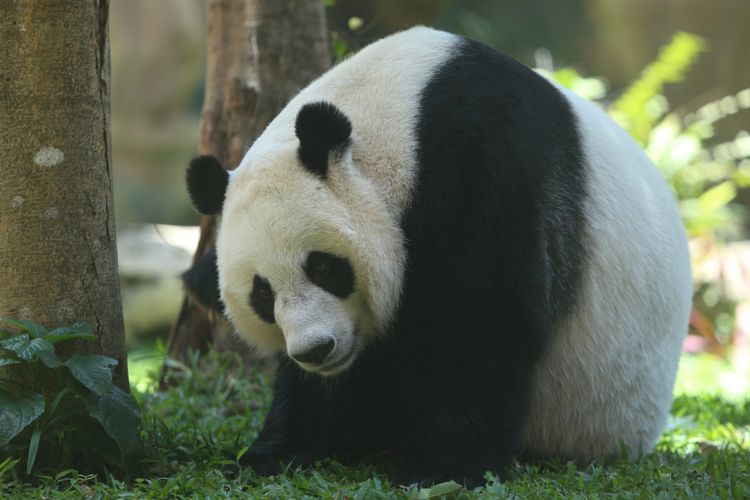 Serunya Menengok Panda, Hewan Menggemaskan di Taman Safari Serunya Menengok Panda, Hewan Menggemaskan di Taman Safari video viral info traveling info teknologi info seks info properti info kuliner info kesehatan foto viral berita ekonomi