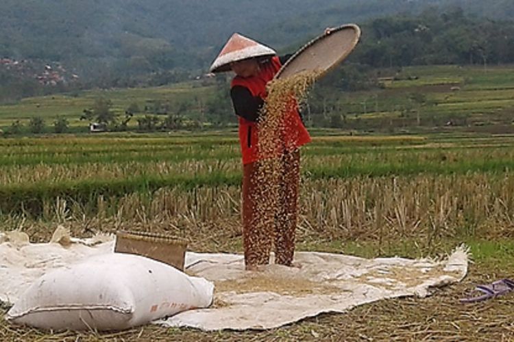  Petani tengah memisahkan gabah kering hasil panennya di sawah. Lahan pertanian di wilayah pantura Jawa Barat mengalami kekeringan lebih cepat dibandingkan wilayah lainnya. Memasuki musim kemarau, Indramayu dan Cirebon pada umumnya mengalami kekeringan lebih awal.