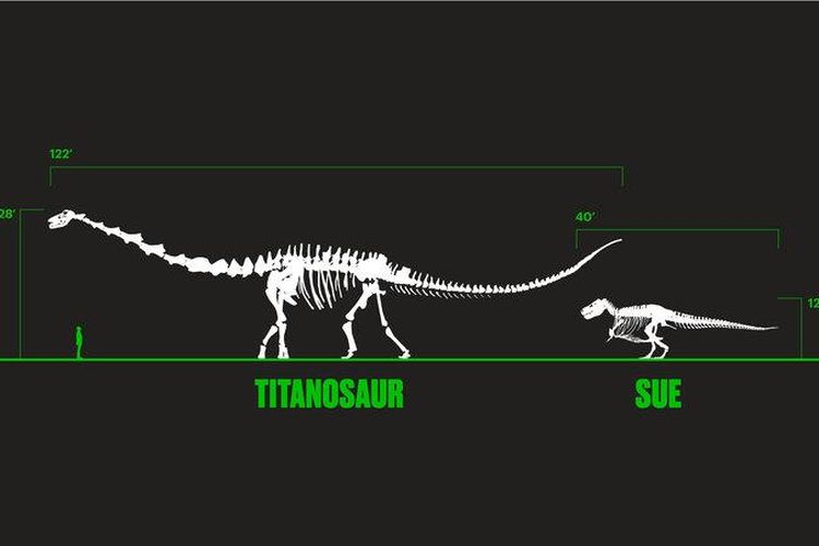 Perbandingan fosil Patagotian mayorum dengan Tyrannosaurus rex