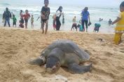 Di Gunungkidul, Pengunjung Temukan Penyu Mati di Pantai Sepanjang
