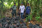 89 Ekor Trenggiling yang Akan Diseludupkan ke Malaysia Dilepas di Taman Nasional