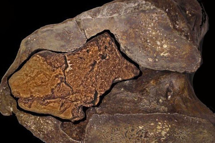 Fosil otak berusia 133 tahun dari spesies dinosaurus yang dikenal sebagai Iguanodon. 
