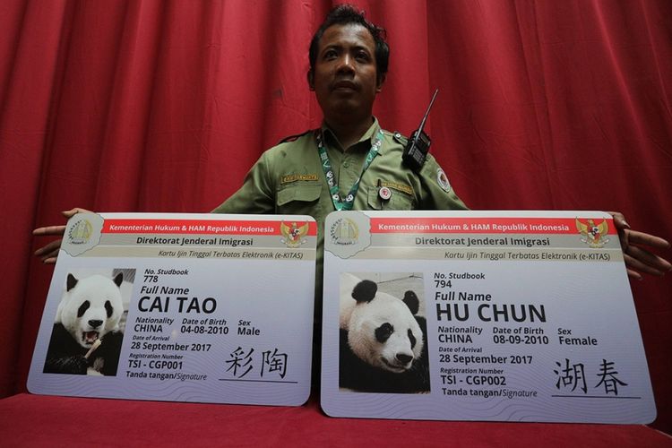 Ini Panda Cai Tao dan Hu Chun, Mana yang Paling Menggemaskan? Ini Panda Cai Tao dan Hu Chun, Mana yang Paling Menggemaskan? video viral info traveling info teknologi info seks info properti info kuliner info kesehatan foto viral berita ekonomi