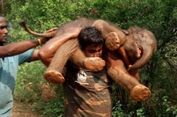 Penjaga Hutan di India Lakukan Aksi Heroik dengan Gendong Anak Gajah