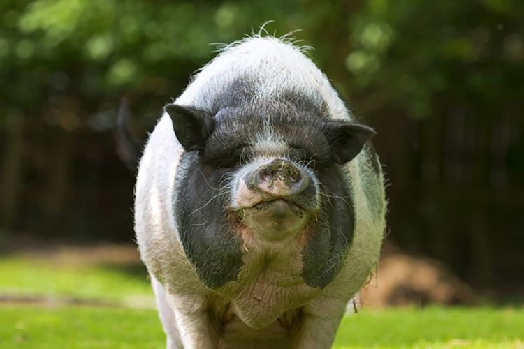 Babi.