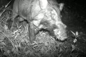 'Babi Terjelek di Dunia' Ditemukan di Indonesia, Seperti Apa?