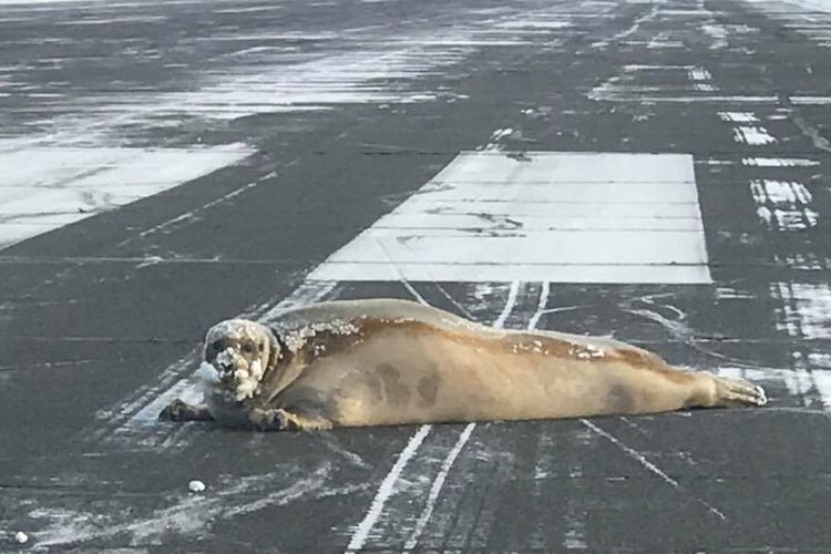 Anjing laut berjenggot yang terlihat sedang berjemur di landasan pacu Bandara Wiley Post-Will Rogers Memorial di kota Utqiagvik, utara Alaska.(Facebook Alaska Department of Transportation and Public Facilities via Telegraph)
