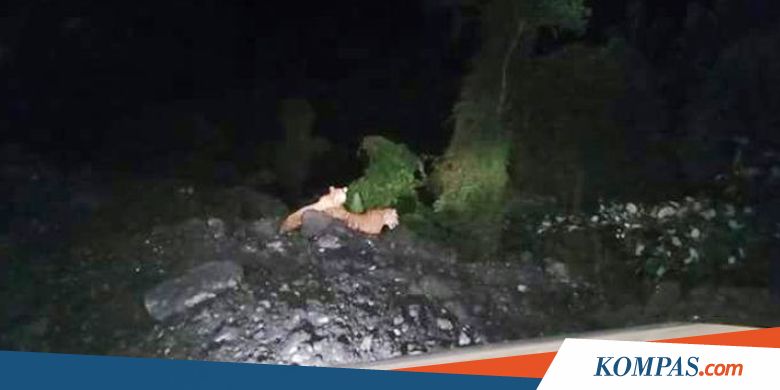 Tiga Harimau Berkeliaran di Wilayah Tambang Batubara