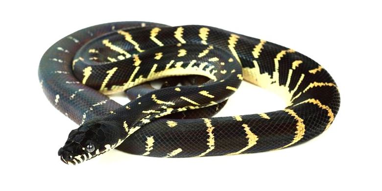 Simalia boeleni