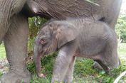 Taman Nasional Riau Kedatangan Bayi Gajah Berbobot 156 Kg
