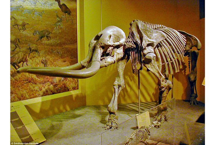 Fosil Stegomastodon(Smithsonian Institute)