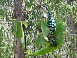 Seks Brutal Bikin Bunglon Madagaskar Mati Muda  