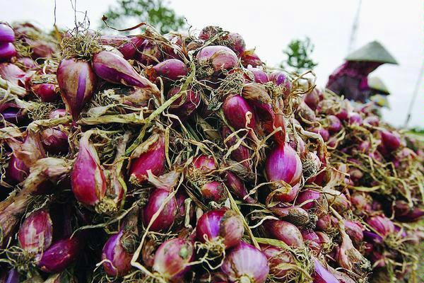 Harga Bawang Merah Anjlok