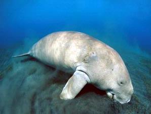ikan dugong