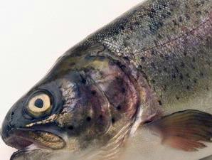 Ikan Bikin Anak Makin Cerdas