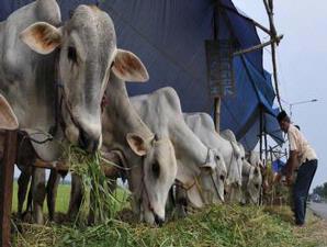 Hewan Qurban Jantan atau Betina?