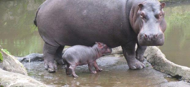 Hore... Kuda Nil Taman Safari Melahirkan