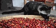 Kopi Luwak Jadi Buruan Pemudik