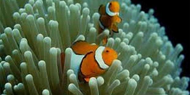 Ikan Nemo Rawat Hias Gambar Animasi Bergerak Paus
