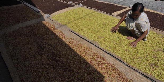 Petani Kawatir Harga Cengkeh Terus Merosot