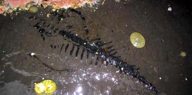 Fosil Reptil Laut Purba Ditemukan di Alaska