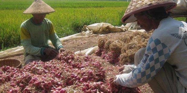 Kementan: Tak Ada Permainan Impor Bawang
