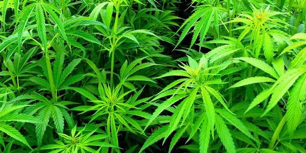 WN Suriah Ditangkap Bawa Ganja