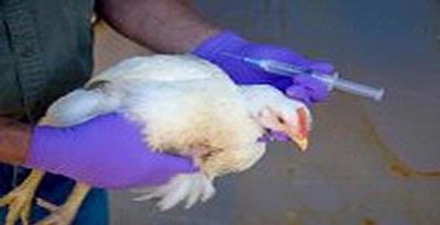 Ratusan Ayam Tewas di Lombok Tengah