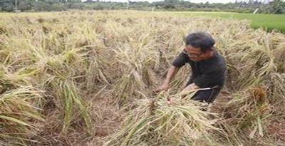 Padi Organik Menguntungkan