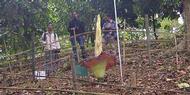 Kebun Raya Bogor Akan Awetkan Bunga Bangkai