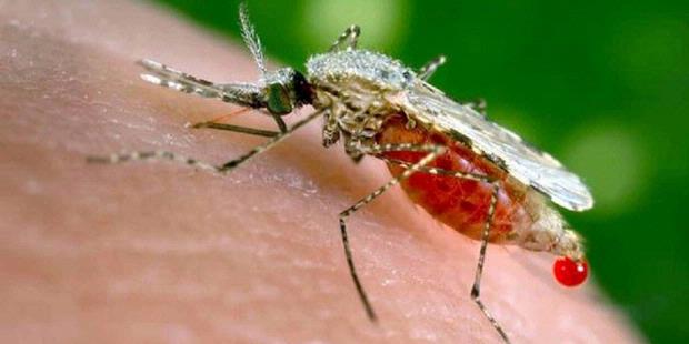 Ternyata Nyamuk Kencing Saat Menghisap Darah