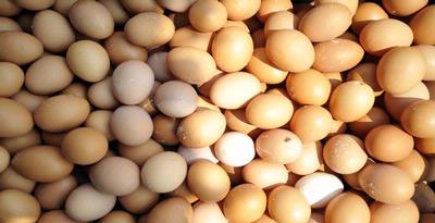 Panduan Memilih Jenis Telur Yang Paling Bernutrisi [ www.BlogApaAja.com ]