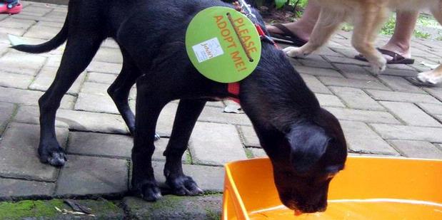 Paw Day, Mencarikan Rumah bagi Anjing Terlantar