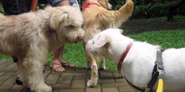 Paw Day, Mencarikan Rumah bagi Anjing Terlantar