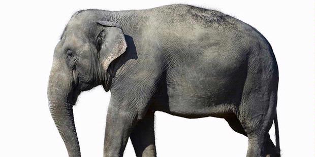 Tengah Malam Buta, Minibus "Cium" Pantat Gajah