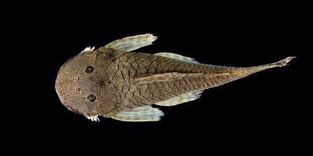 Seekor Ikan Lele Unik Ditemukan di Ekuador