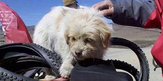 Xiao Sa, anjing liar dari Tibet ikut petualangan sepeda sejauh 1600km