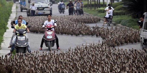 Ketika 5.000 Bebek Menguasai Jalan Raya [ www.BlogApaAja.com ]