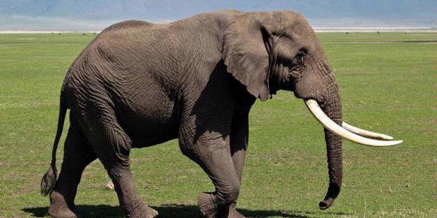 3 Ton Gading Gajah Hilang Dicuri