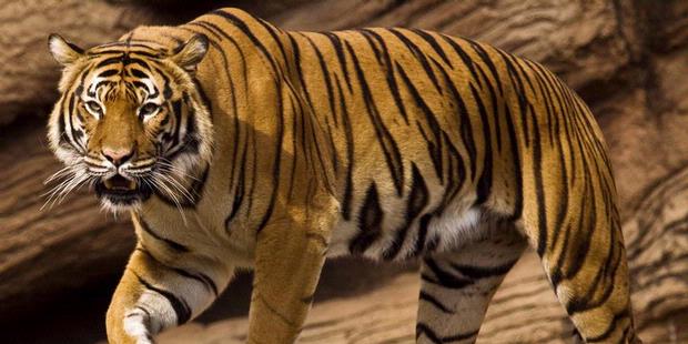 Pria Tewas Dikeroyok 3 Harimau di Kebun Binatang