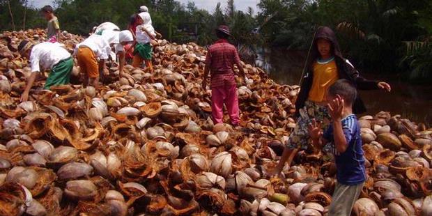 Serbuk Sabut Kelapa Ditawarkan Atasi Kekeringan