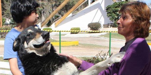 Seekor Anjing Tunggui Makam Tuannya Selama 6 Tahun