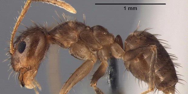 Semut "Nakal" Penyebab Konsleting Diidentifikasi