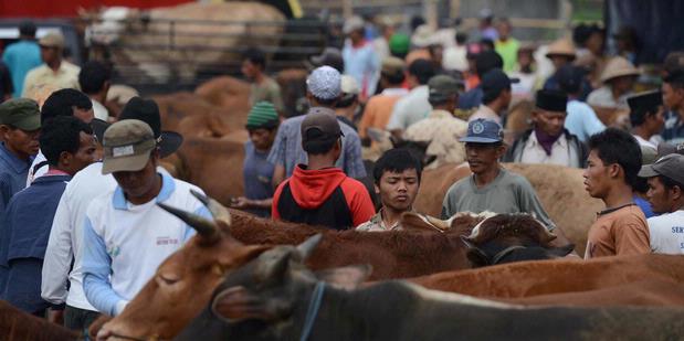 Harga Sapi untuk Kurban Naik Rp 2 Juta Per Ekor