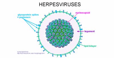 Herpes simplex virus adalah