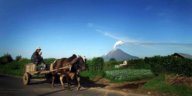 Harga Sayuran di Karo Anjlok