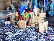 Musim Ikan, Harga Ikan Justru Mahal  