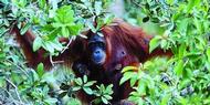 Lagi, Orangutan Disita dari Warga Sipil Lagi, Orangutan Disita dari Warga Sipil